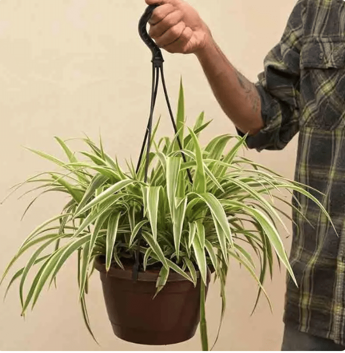 spider plant held by a man